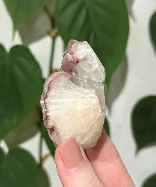 Sugar Blossom collection - (73g)