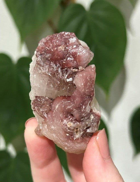 Sugar Blossom collection - (73g)