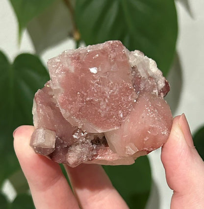 Sugar Blossom collection - (140g)