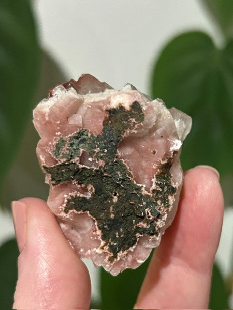 Sugar Blossom collection - (37g)