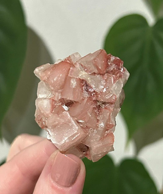 Sugar Blossom collection - (37g)