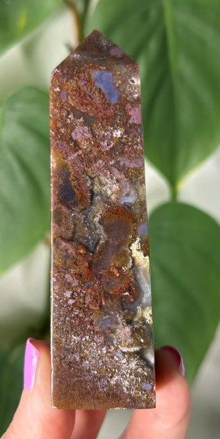 Orchid Moss - (145g) Ternate, Indonesia