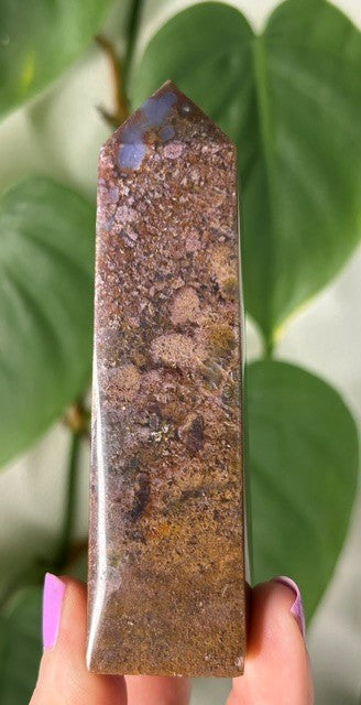 Orchid Moss - (145g) Ternate, Indonesia