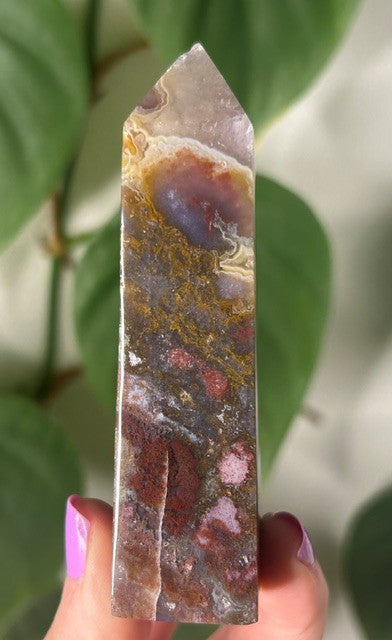 Orchid Moss - (121g) Ternate, Indonesia