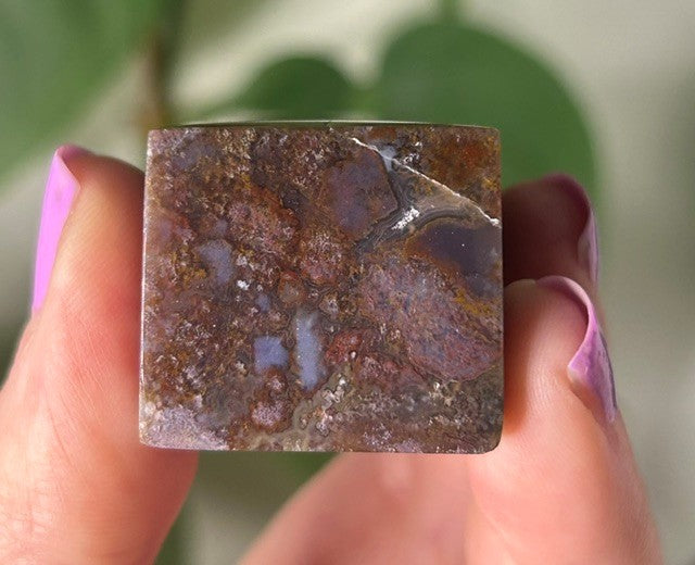 Orchid Moss - (121g) Ternate, Indonesia