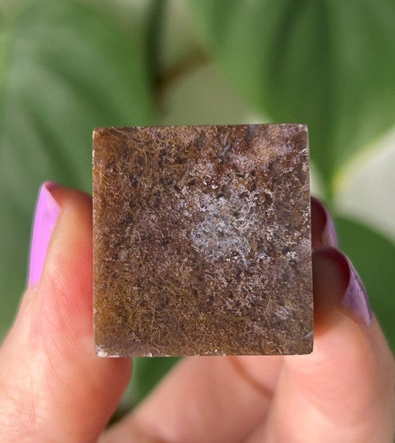 Orchid Moss - (129g) Ternate, Indonesia