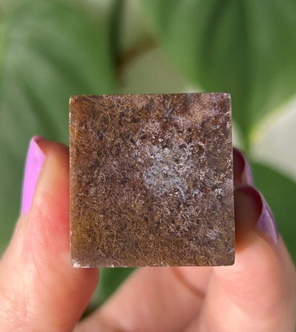 Orchid Moss - (129g) Ternate, Indonesia
