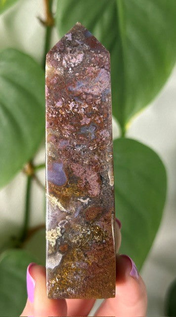Orchid Moss - (145g) Ternate, Indonesia